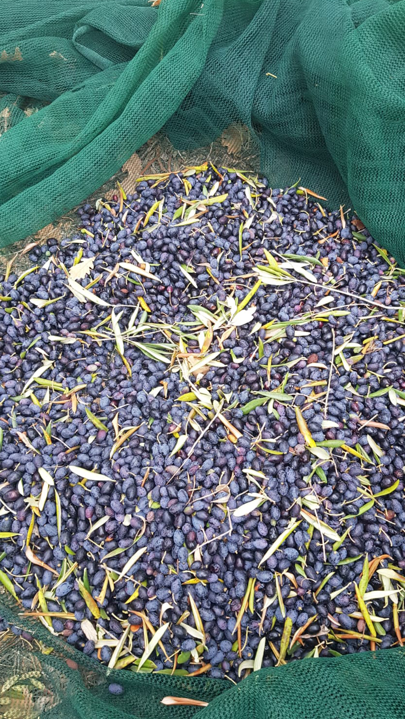 olivenernte-toskana-2021-2